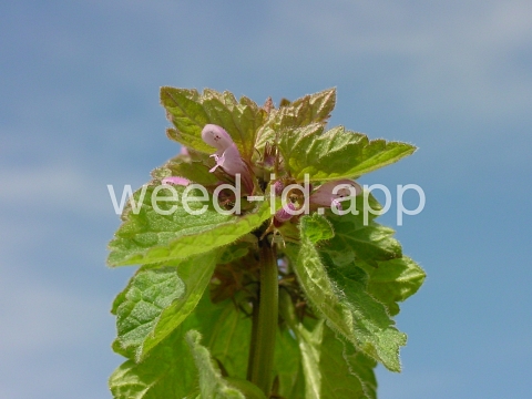 deadnettle, purple